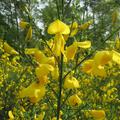 Cytisus Luna