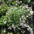 Girlanden-Hortensie Runaway Bride� 'Snow White', Hydrangea Runaway Bride� 'Snow White'
