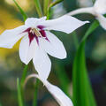 Gladiolus murielae, Gladiole, modif