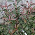 Glanzmispel 'Carr� Rouge', Photinia fraseri 'Carr� Rouge'