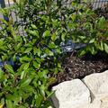 Glanzmispel 'Red Robin', Photinia fraseri 'Red Robin'
