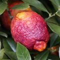 rot �berlaufene Zitrone mit Orange und Gelb am Strauch