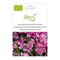 Sommerazalee, Einfach gemischt (einj�hrig)