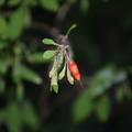 Goji Lubera� Instant Success, Lycium barbarum