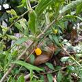 Goji Sweet Amber�, Lycium barbarum