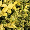 Goldliguster 'Aureum' Herbstf�rbung 