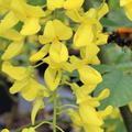 Edelgoldregen 'Vossii', Laburnum watereri 'Vossii'
