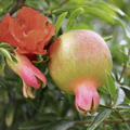 Granatapfel Favorite (Punica granatum)