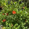 Punica granatum, Granatapfel Favorite 