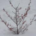 Granatrote Zaubernuss 'Feuerzauber', Hamamelis intermedia 'Feuerzauber'