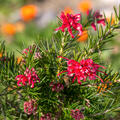 Grevillea juniperina, Austr. Silbereiche