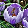 Grossblumiger Krokus 'Striped Beauty', Crocus vernus 'Striped Beauty'