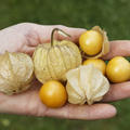 Grossfr�chtige Physalis Andenbeere