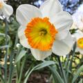 Grosskronige Narzisse 'Roulette', Narcissus 'Roulette'