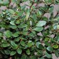 Gr�ne Polsterberberitze 'Nana'