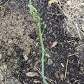 Gr�nspargel Lubera� VerteVite�, Asparagus officinalis
