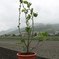 Fruchtfeige Gustis� Morena