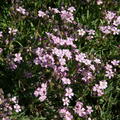 Gypsophila repens 'Filou Rose'
