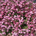 Gypsophila repens 'Rosa Sch�nheit'