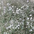Gypsophila repens Rosenschleier