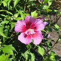 Hibiskus, Eibisch 'Flower Tower Purple'� (Hibiscus syriacus 'Flower Tower Purple'�)
