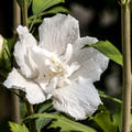 Hibiskus, Eibisch 'Flower Tower White'� (Hibiscus syriacus 'Flower Tower White'�)