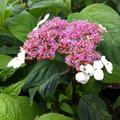 HYDRANGEA serrata 'Oamacha', Japanische Teehortensie Oamacha