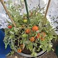 H�ngetomate 'Tumbling Bella', Solanum lycopersicum 'Tumbling Bella'