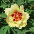 Paeonia Hai Huang, Paeonia x suffruticosa, Pfingstrose, Pfingstrosen, Strauchpfingstrose, Strauchpfingstrosen