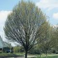 Hainbuche, S�ulen-Hainbuche 'Fastigiata'