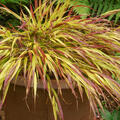 Hakonechloa macra 'Mulled Wine', Japan-Berggras