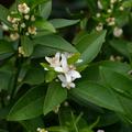 Blutorange 'Moro' (Citrus sinensis 'Moro')