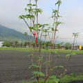 Cornus kousa chinensis 'Helmers'
