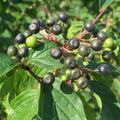 Cornus sanguinea Beeren