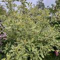 Hartriegel 'Cream Cracker'� , Cornus alba 'Cream Cracker' 