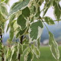 Cornus alba Elegantissima