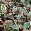 Hartriegel Cream Cracker (Cornus alba) im Herbst