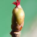 Haselnuss 'Corabel', Corylus avellana 'Corabel'