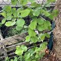 Haselnuss 'Ennis', Corylus avellana 'Ennis'