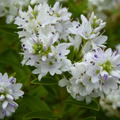 Hebe Garden Beauty White