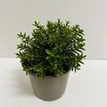 Hebe odora 'New Zealand Gold'