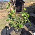Hedera helix 'Arborescens', Hedera helix 'Arborescens'