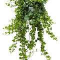 Hedera helix 'Wonder', Ranker Gr�n, im 17cm Topf, H�he 70cm, Breite 25cm