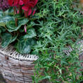 Gemeiner Efeu 'Heron', Hedera helix