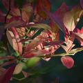 Heidelbeere Blueroma�, Vaccinium corymbosum
