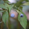 Heidelbeere Buddy Blue, Vaccinium corymbosum