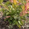 Heidelbeere 'Flamingo'�, Vaccinium corymbosum 'Flamingo'