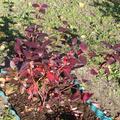 Heidelbeere 'Pink Bonbons'�, Vaccinium corymbosum 'Pink Bonbons'