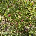 Heidelbeere Pinkbeere� 'Pink Lemonade'�, Vaccinium corymbosum