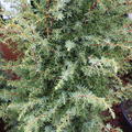 Juniperus communis 'Excelsa